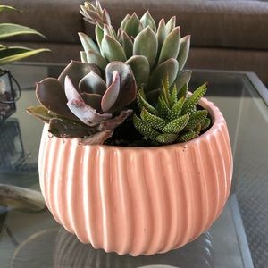 Pink planter + succulents